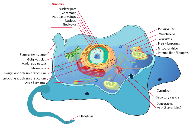 Five Crucial Components of the Cell